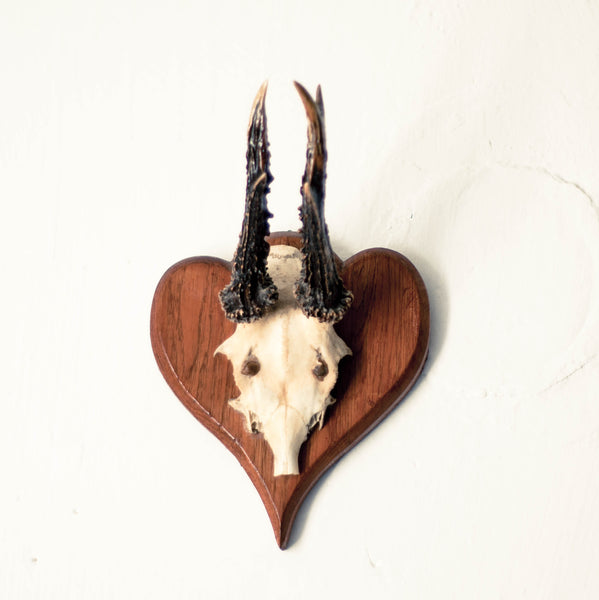 Oddhaus Vintage Decoration Luxembourg Vintage Taxidermy wall mounted skull