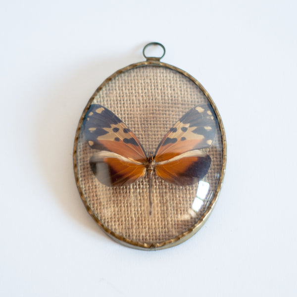 § Set of 4 Vintage Naturalized Butterfly Taxidermy Frames