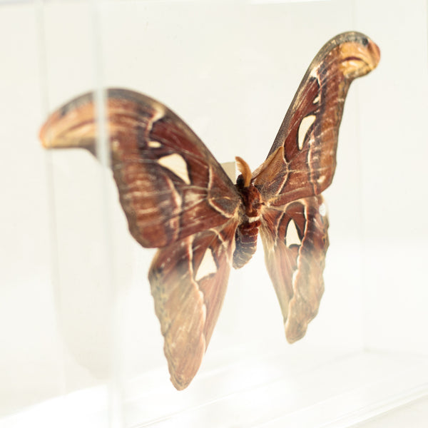 Oddhaus Vintage Decoration Luxembourg Naturalized Butterfly Taxidermy