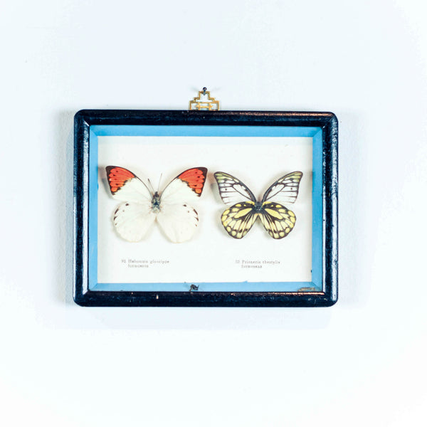 Oddhaus Vintage Decoration Luxembourg Naturalized Butterfly Taxidermy
